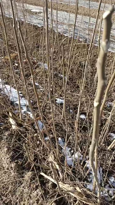 出售臭椿苗，巨峰葡萄苗。药用连翘苗，科研五号优质种苗，2/5年苗，药用连翘树，挂果树，全国包邮到家！财富密码18534302961