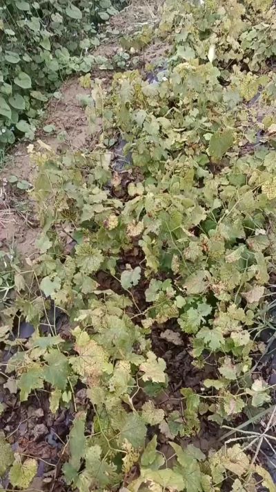 出售巨峰葡萄苗。药用连翘苗，科研五号优质种苗，2/5年苗，药用连翘树，挂果树，全国包邮到家！财富密码18534302961