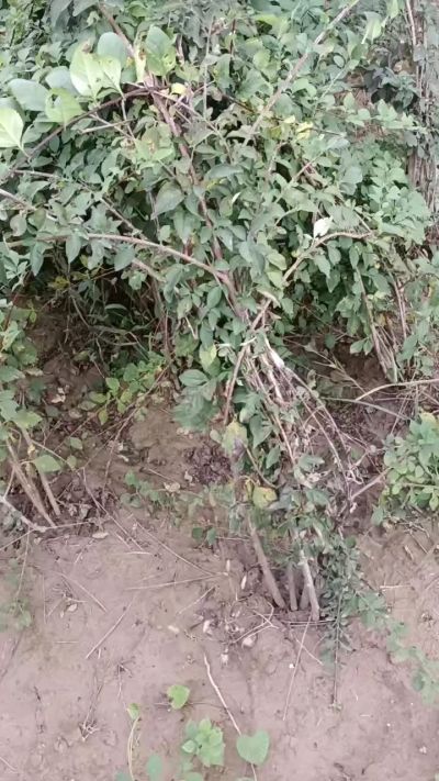 出售药用连翘苗，科研五号优质种苗，2/5年苗，药用连翘树，挂果树，全国包邮到家！财富密码18534302961