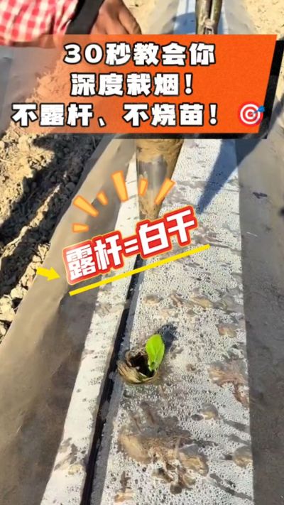 这个栽法太关键了！深栽是烤烟成活的根本，亲测有效！