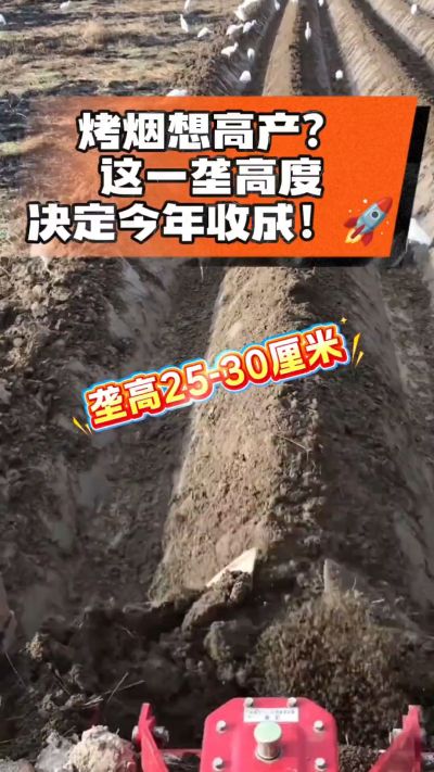 想让烤烟高产，就得从细节抓起。分享一点实打实的干货，只为帮大家少走弯路，种出好烟叶！🌱👍