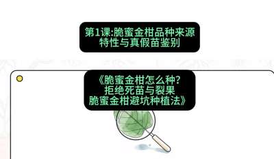 第1节：脆蜜金柑品种来源、特性与真假苗鉴别，课程：《脆蜜金柑怎么种？拒绝死苗与裂果，脆蜜金柑8步避坑种植法》#识农AI