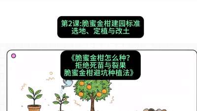 第2节：脆蜜金柑建园标准：选地、定植与改土，课程：《脆蜜金柑怎么种？拒绝死苗与裂果，脆蜜金柑8步避坑种植法》#识农AI