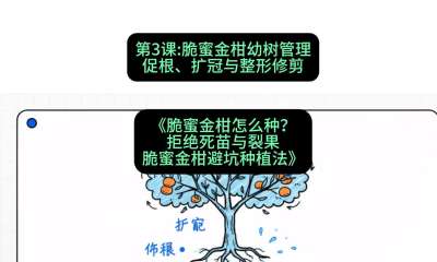 第3节：脆蜜金柑幼树管理：促根、扩冠与整形修剪，课程：《脆蜜金柑怎么种？拒绝死苗与裂果，脆蜜金柑8步避坑种植法》#识农AI