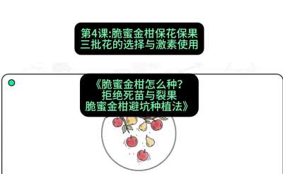 第4节：脆蜜金柑保花保果：三批花的选择与激素使用，课程：《脆蜜金柑怎么种？拒绝死苗与裂果，脆蜜金柑8步避坑种植法》#识农AI