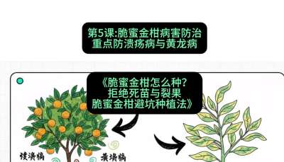 第5节：脆蜜金柑病害防治：重点防溃疡病与黄龙病，课程：《脆蜜金柑怎么种？拒绝死苗与裂果，脆蜜金柑8步避坑种植法》#识农AI