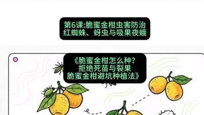 第6节：脆蜜金柑虫害防治：红蜘蛛、蚜虫与吸果夜蛾，课程：《脆蜜金柑怎么种？拒绝死苗与裂果，脆蜜金柑8步避坑种植法》#识农AI