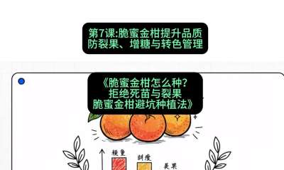 第7节：脆蜜金柑提升品质：防裂果、增糖与转色管理，课程：《脆蜜金柑怎么种？拒绝死苗与裂果，脆蜜金柑8步避坑种植法》#识农AI