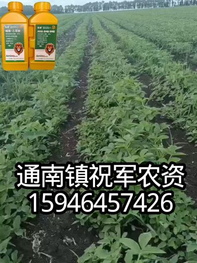 大豆苗前封闭，可封红根苋菜，灰菜，兰花菜，野豆子，捞豆秧等恶性杂草，封杀兼备的高端产品。