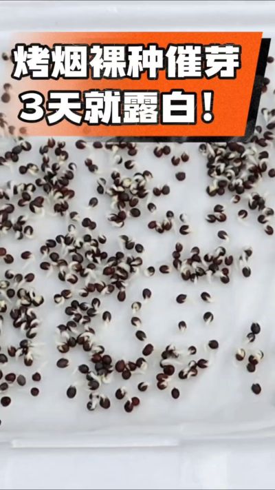 烤烟裸种催芽小技巧，清水浸泡、保温保湿，3天就能露白，出苗快又齐！烟农朋友收藏备用～