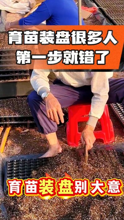 烤烟育苗基质装盘，一步做对，出苗整齐又壮苗！装盘技巧记牢，少走弯路，育苗更省心