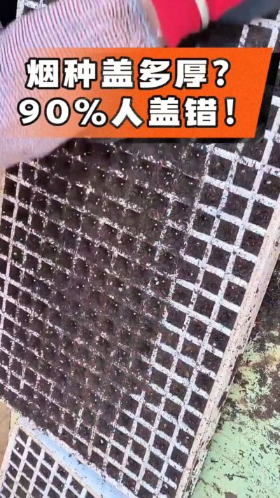 烟种盖多厚？90%烟农都盖错！薄盖才出苗齐、不闷种，烤烟育苗关键一步，照着做就对了
