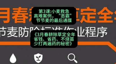 第3节：小麦救急高难案例，&ldquo;恶霸&rdquo;节节麦的最后通牒，课程：《3月春耕除草定全年：省钱、省药、不烧苗、少打两遍药的秘密》