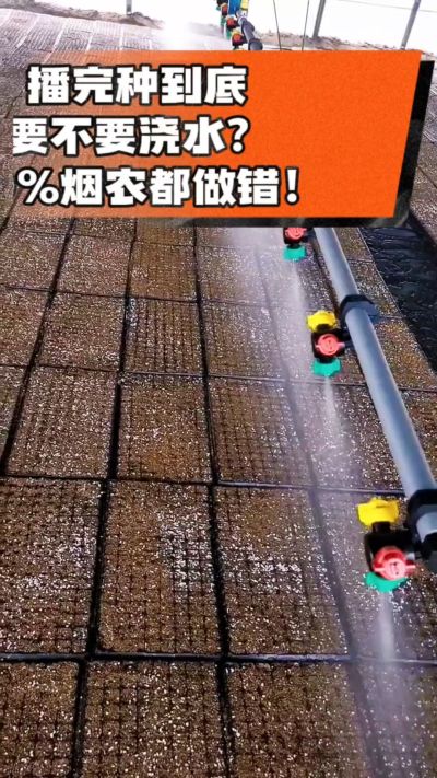 烤烟播完种一定要浇透底水，喷雾慢浇、别大水冲，盘底漏水才算到位，出苗又齐又壮！#烤烟育苗 #烤烟种植 #烟农干货 #育苗技术