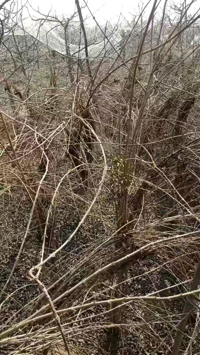 出售药用连翘苗，科研五号优质种苗，2/5年苗，药用连翘树，挂果树，全国包邮到家！财富密码18534302961