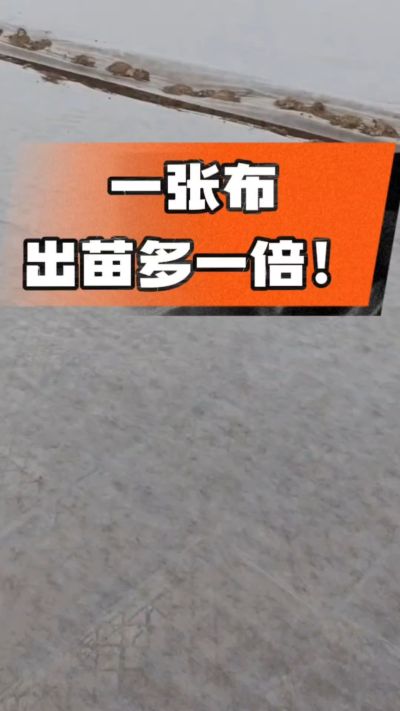 烤烟育苗盖无纺布，保温保湿出苗齐，不烂种、出苗快，烟农必备小技巧！