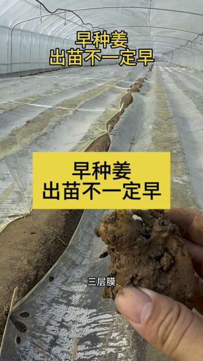 早种姜，出苗不一定早！