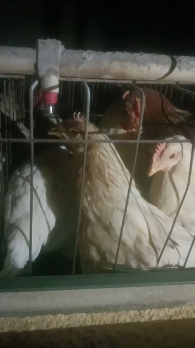 这鸡群在怪叫，怪叫的原因是痰化黏着，形成的比呼噜更重的一种呼吸道。其病因为肺中有热，热灼而痰黏，从而引起的怪叫。