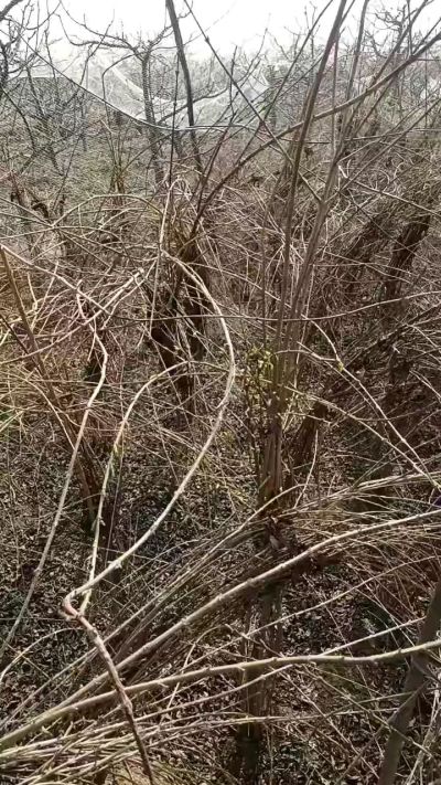 药用连翘苗，科研种苗定制树。挂果树。需要联系18534302961