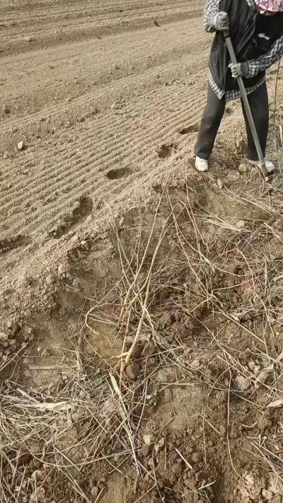 臭椿苗，一年籽播苗，地径0.5/1公分以上。需要联系18534302961