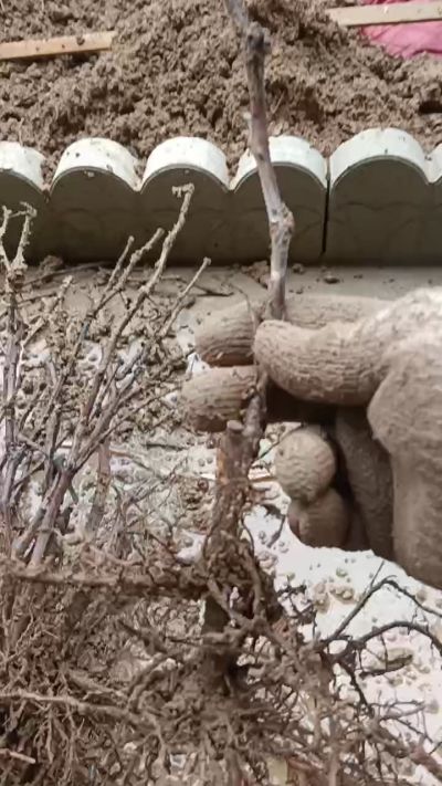 巨峰葡萄苗，一年扦插苗，需要联系我18534302961