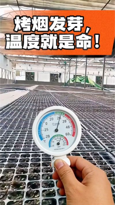 老烟农都懂：发芽温度不对，后期再管都白费！