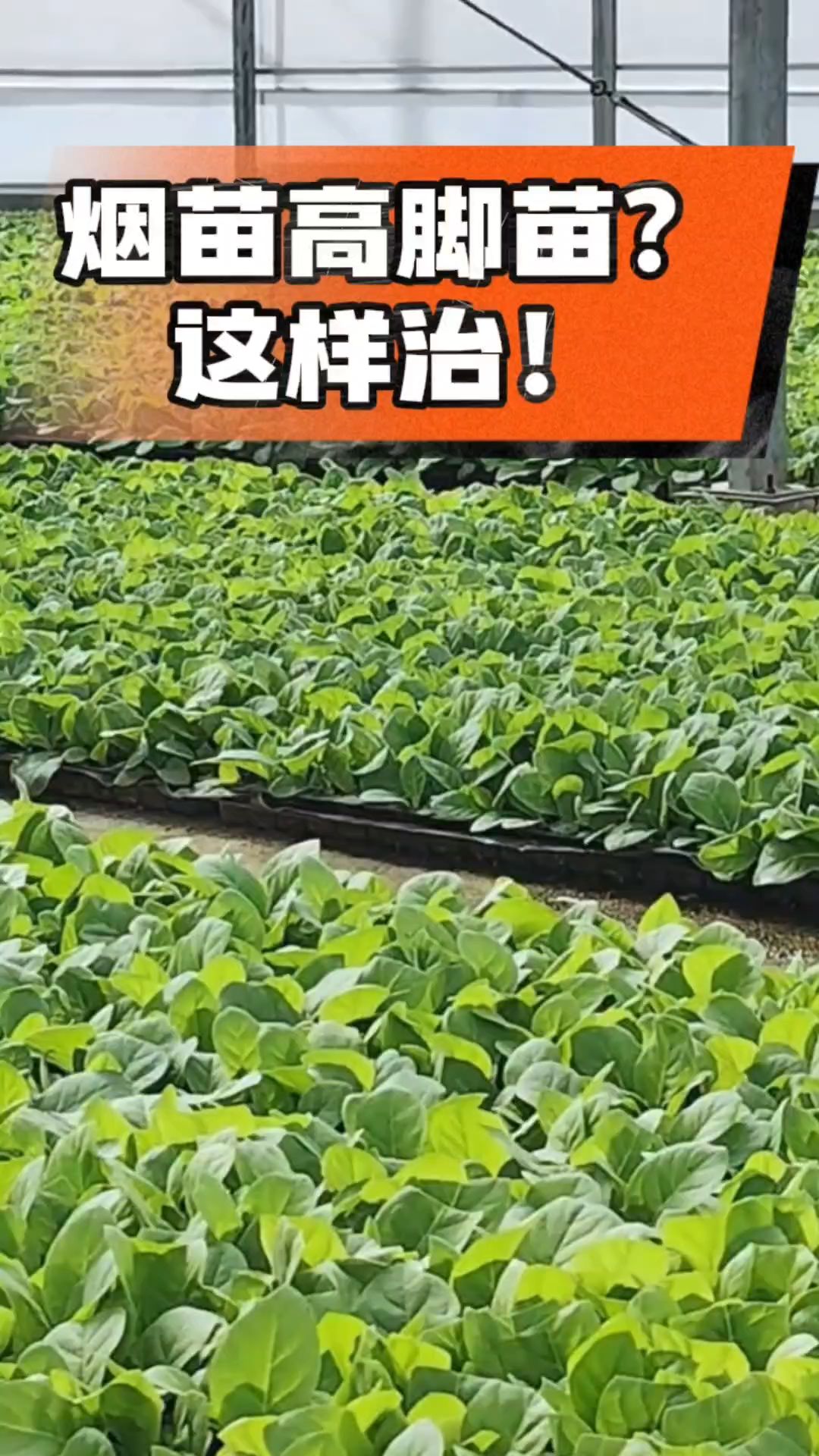 烤烟齐苗期管理关键：精准控温，防高脚苗，培育壮苗好上手！