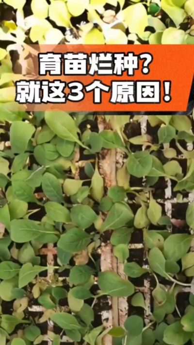 烤烟育苗烂种？3个原因讲清楚！消毒、控水、控温，做到就苗齐苗壮🔥
#烤烟育苗 #烤烟种植 #烂种防治 #烟农