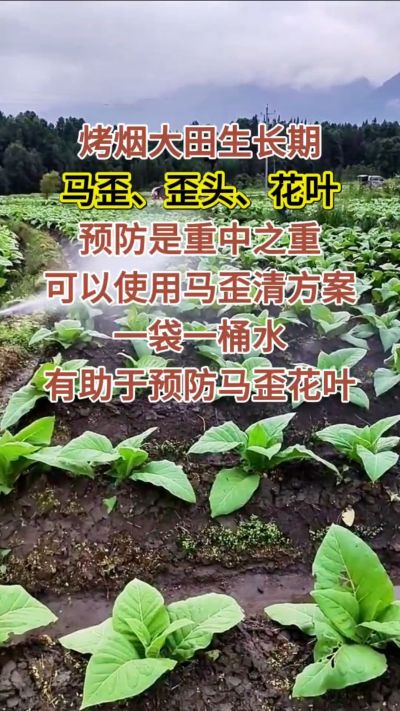 烤烟大田生长期，马歪歪头花叶预防是重中之重，可以使用马歪清方案，一袋一桶水，有助于预防马歪花叶。
烤烟管理早做一步，后期少操心！#烤烟种植#烤烟管理#烤烟大田管理#烤烟病害防治